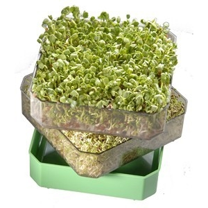 Germoir à deux étages